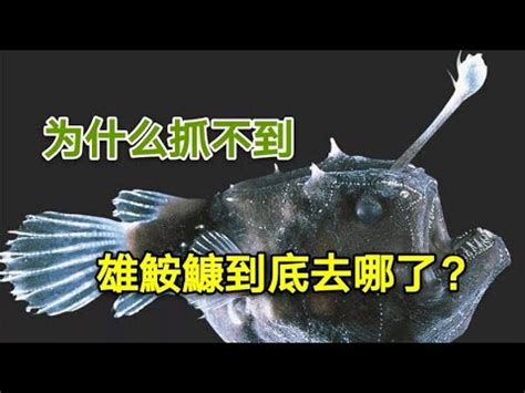 安康魚公魚